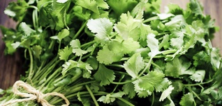 cilantrillo